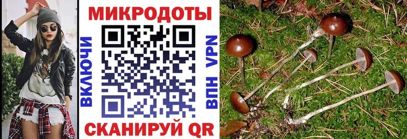 Псилоцибиновые грибы Cubensis  Новоржев 